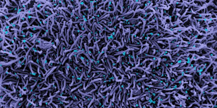 Vitamin B6 May Reduce the Risk of Severe COVID-19