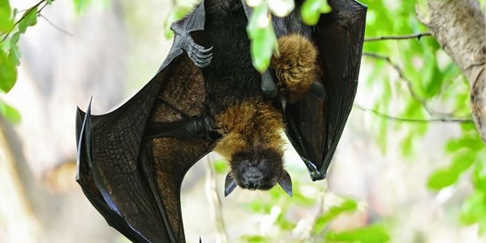 Human Antibodies Can Fight Lethal Marburg Virus