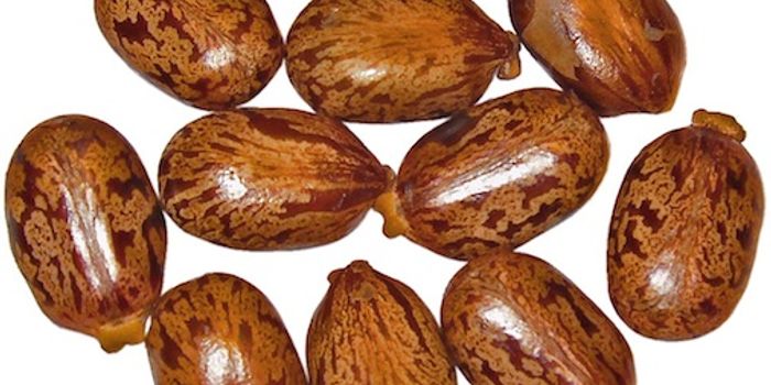 An Antidote for Ricin Poisoning is in the Works