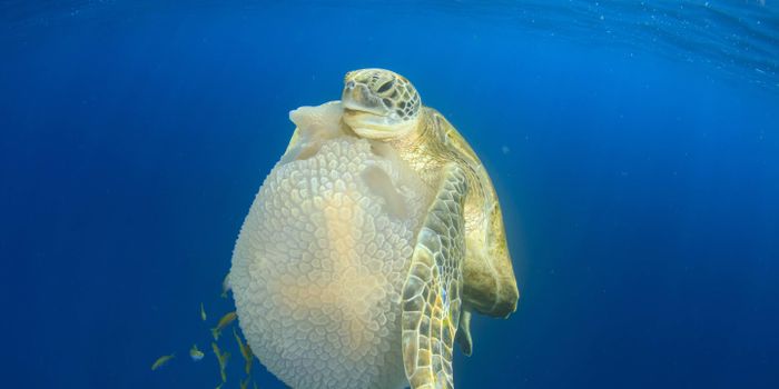 Sea Turtles Use Their Flippers to Handle Food Too