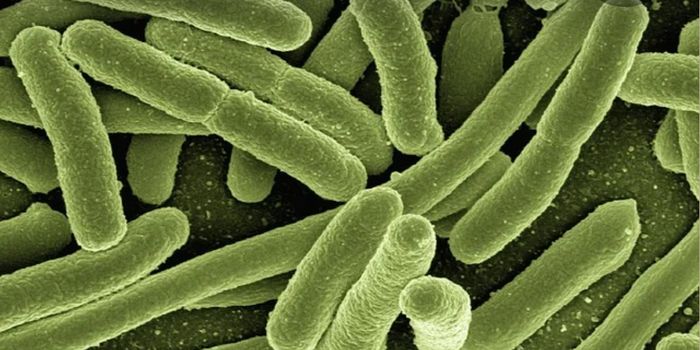 Bacteria Stressed by Antibiotics May Become 'Disrupted' & Survive to Thrive