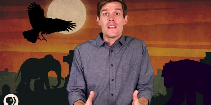 Here's Why Some Experts Think Animals Mourn Over Their Dead