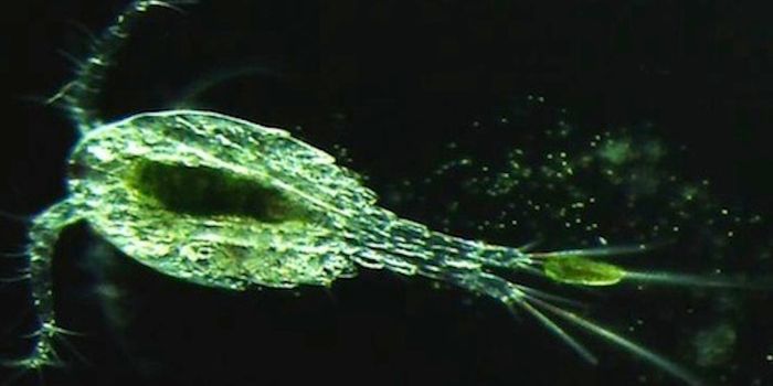 Study Shows how a Predator can Influence Virus Populations