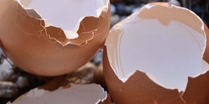 Cracking the Eggshell's Structural Mysteries