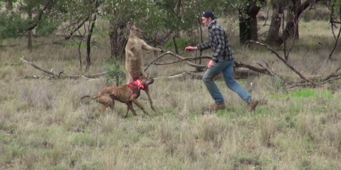 Man Punches Kangaroo in the Face to Save Dog