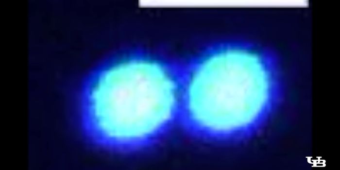 Using Laser Tweezers to Learn More About Protein Droplets
