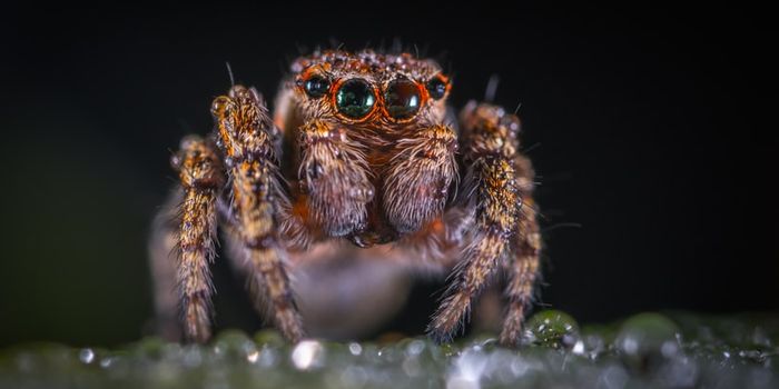 Can Spider-Venom Alleviate Pain?