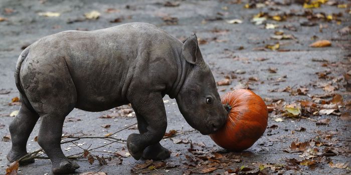 Eastern Black Rhino Born at Dvur Kralove Zoo