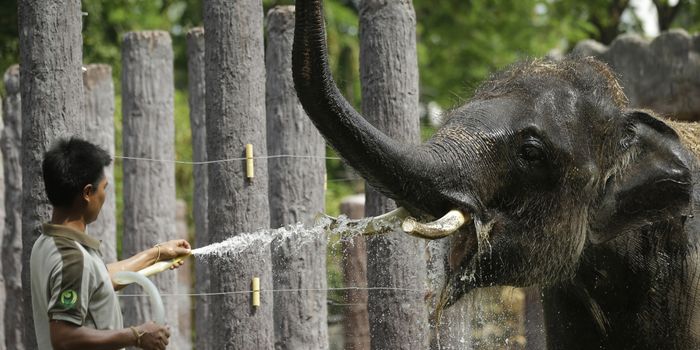 El Niño and Global Warming are Responsible for Southeast Asia's Record Temperatures