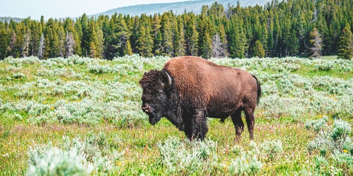 Extinction of Ancient Grazing Species Caused an Increase in Global Fires