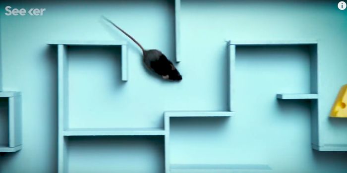 Gauging Animal Intelligence is No Easy Task