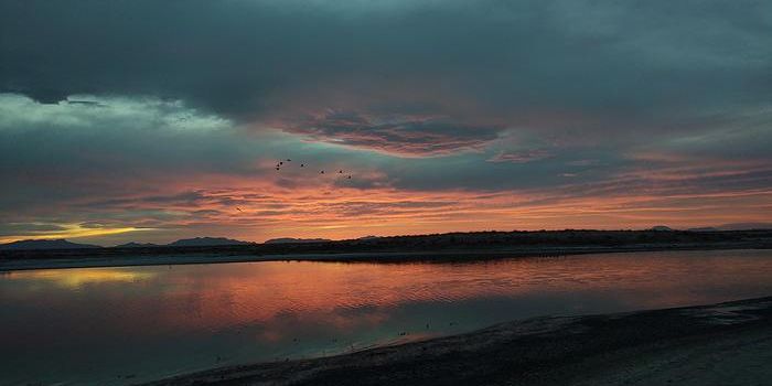 Extraordinarily High Levels of Forever Chemicals in Wildlife Near Air Force Base