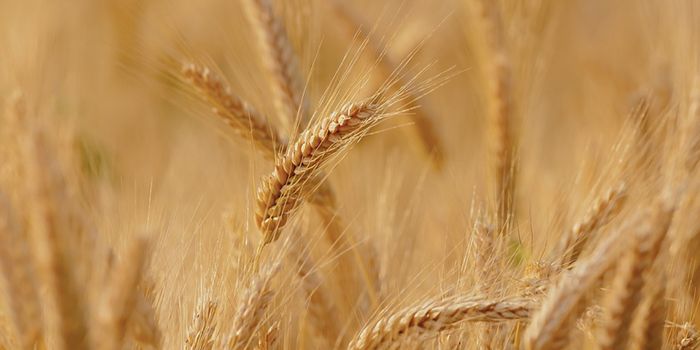 Building More Resilient Wheat