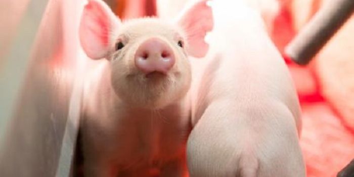 CRISPR Genome-Edited Piglets