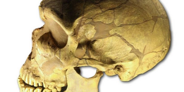 The Evolution of Brain Size and Blood Flow