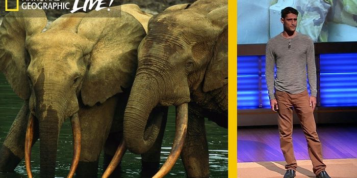 Getting justice for wildlife crimes