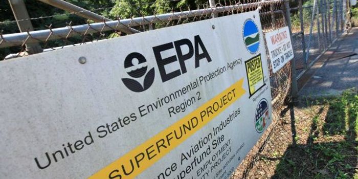 This microbe helps trees decontaminate Superfund sites