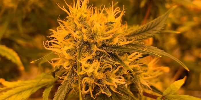 Cannabis Users Need More Sedation During Gastric Endoscopy