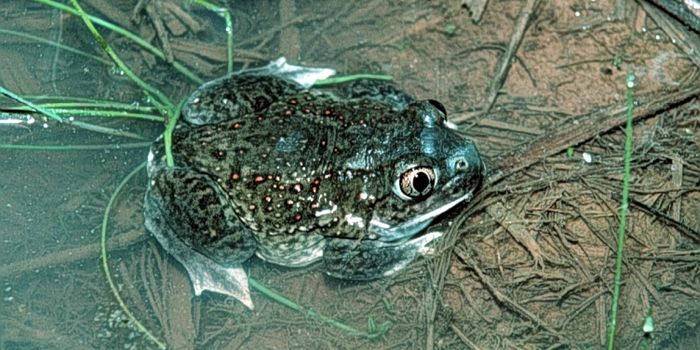 These Female Toads May Purposely Mate With Another Species