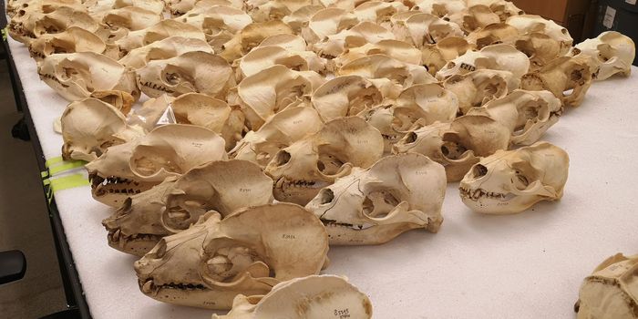 Size Matters: Male California Sea Lions Adapt to Competition by Getting Bigger