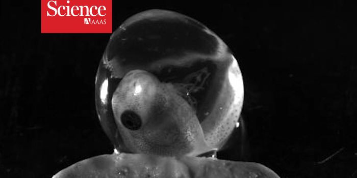 Hatch For Your Life! Baby Tree Frogs Escape Danger