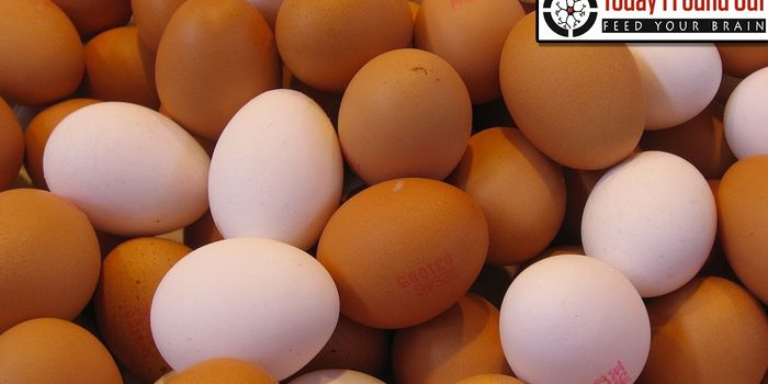 Is There Really a Difference Between Brown Eggs and White Eggs?