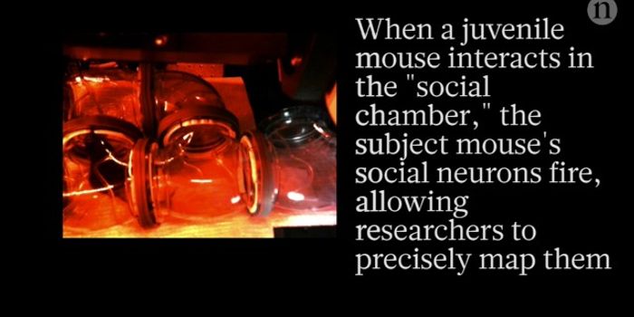 Laser Targeting a Specific Neuron Altered Mouse Behavior