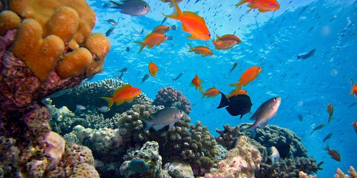 Ocean Microbes Demonstrate an Evolutionary Principle in Action