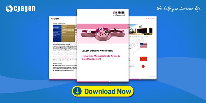 Important Considerations in the Humanization of Antibodies