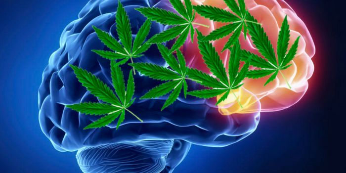Cannabis Doesn't Increase Suicidal Ideation in Patients with Psychiatric Disorders