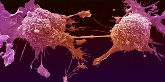 Similarities and Differences between Stem Cells and Cancer Cells Creates "Stemness" Index