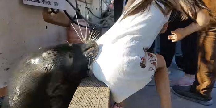 Young Girl Dragged Underwater By a Sea Lion