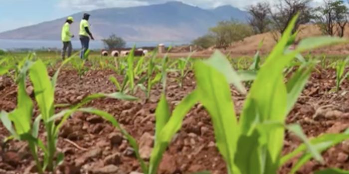 GMO Crop Ban Rescinded