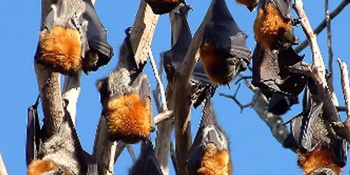 Emerging Risks for Outbreak of Another African Viral Infection?