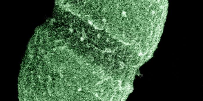 New diabetes drug's success predicted by gut bacteria