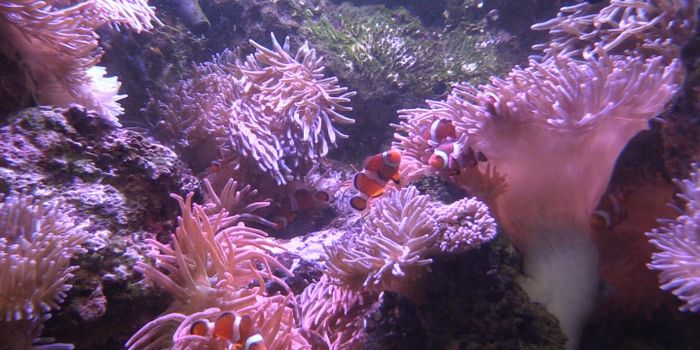 Bacteria may Explain the Symbiotic Relationship of Anemones & Clownfish