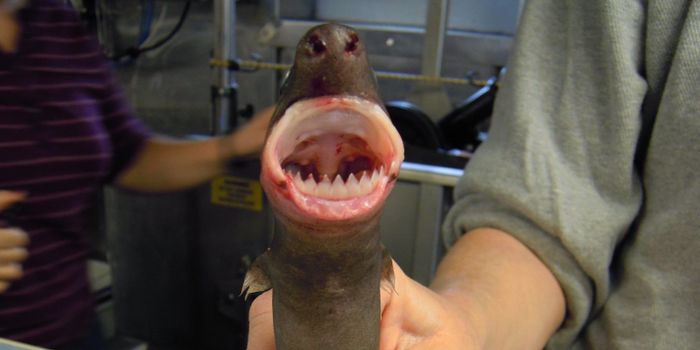 Unusual Cookiecutter Sharks Will Pursue Meals of Any Size