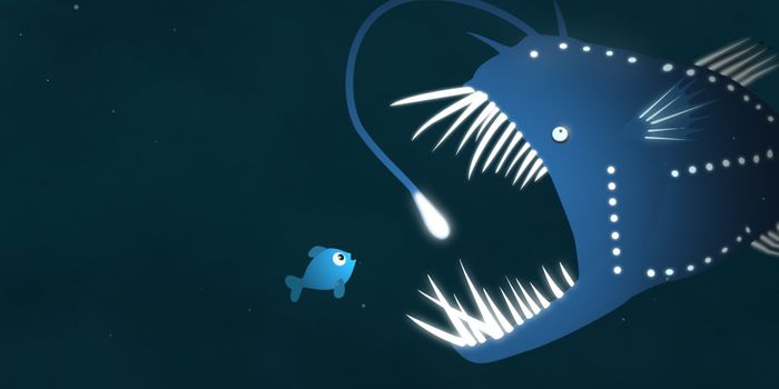 There May Be More Bioluminescent Fish in the Oceans Than Meets the Eye