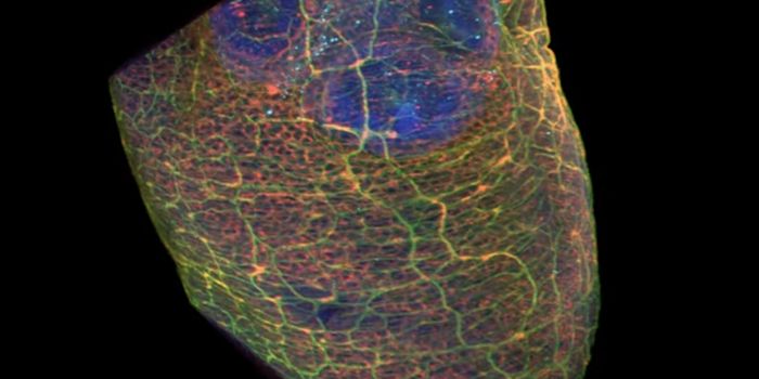 Immunity in the Gut Ramps Up Around Mealtimes