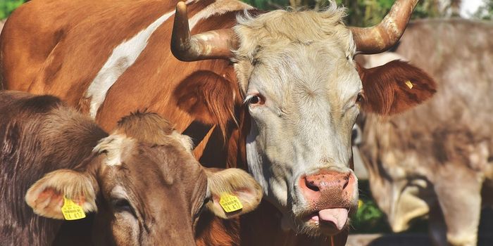 Animal food production drives poor air quality