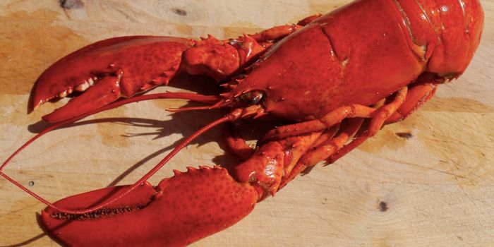 Revealing the Age of Lobsters with DNA
