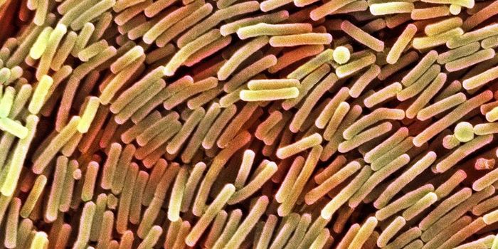 Probiotics: The Next Generation