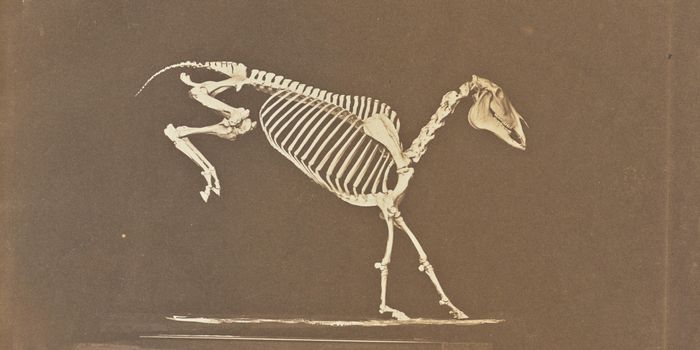 Actually, You DO Know You Are a Brain in a Vat: Exoskeleton Pros and Cons