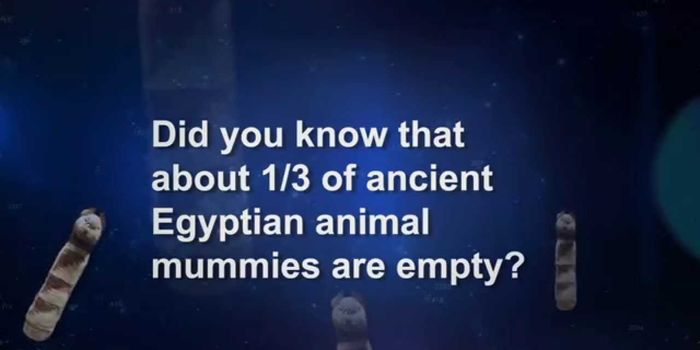 Egyptian Animal Mummies Come Up Empty
