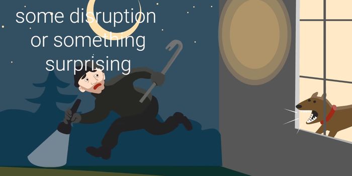 Decoding the Different Body Languages of Your Dog