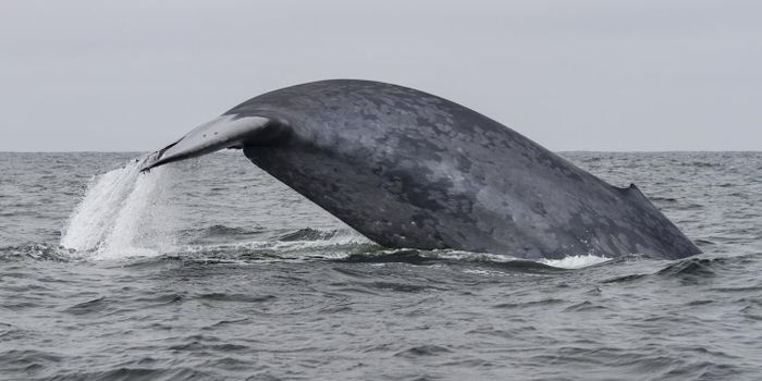 Blue Whales 'Remember' Prey Hotspots, and That Could be Bad