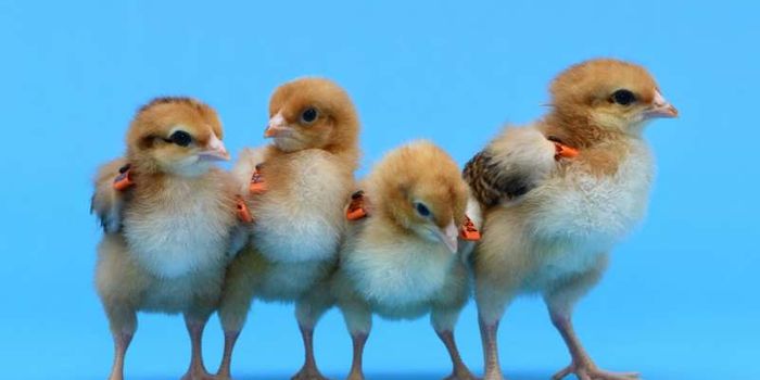 Researchers Find Way to Produce Rarer Chicken Breeds With Gene-Editing Technique