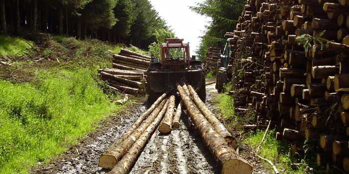 Does logging the whole tree make a difference environmentally?