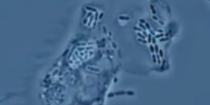 Investigating the Birth of Mitochondria