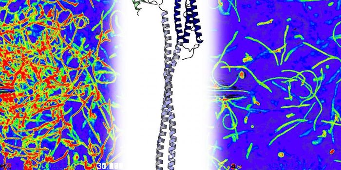 A Protein Sensor That Helps a Stomach Bug Find a Good Home